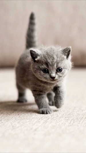 Kitten Wallpaper 