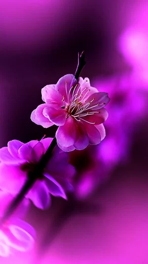 Flower Wallpaper 