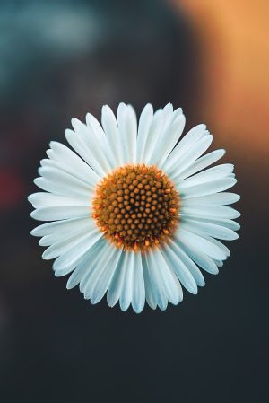 4K Flower Wallpaper