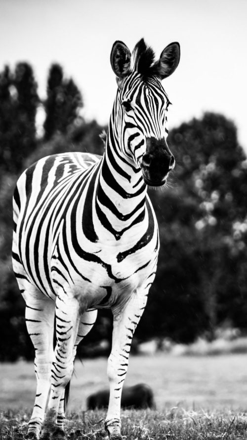 Animal Wallpaper WhatsPaper