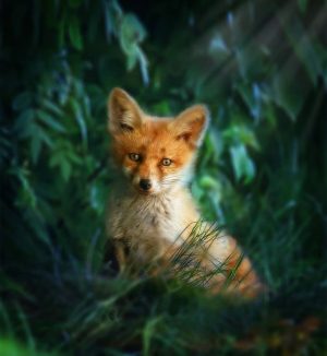 Animal Wallpaper