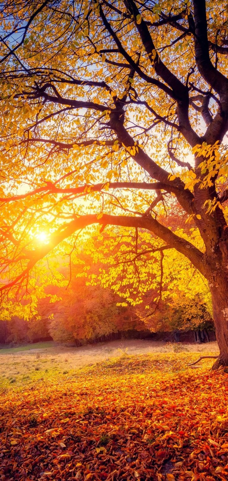 Autumn Background WhatsPaper