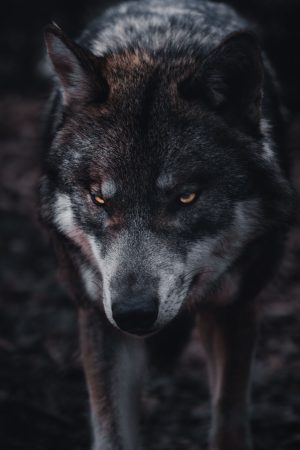 Wolf Wallpaper 