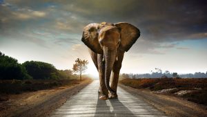 Desktop Elephant Wallpaper