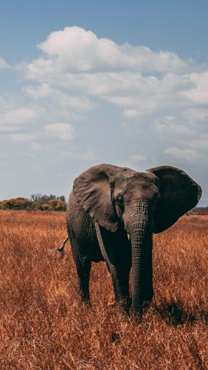 Elephant Background