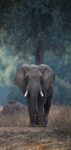 HD Elephant Wallpaper