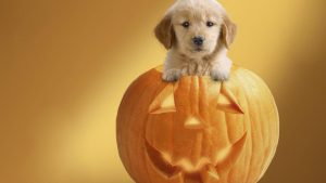 Desktop Cute Pumpkin Wallpaper