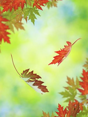 Fall Pictures Wallpaper