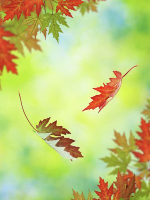 Fall Pictures Wallpaper 