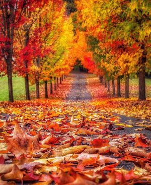 Fall Pictures Wallpaper