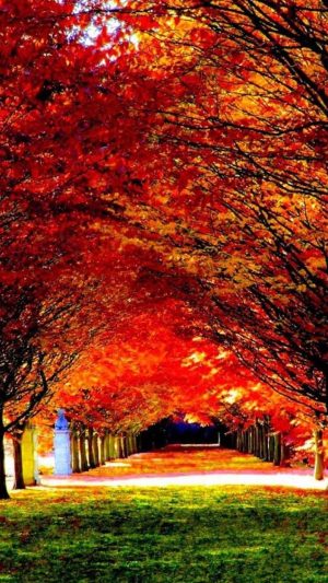 Nature Wallpaper