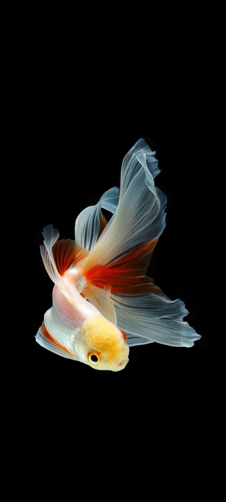 Aquarium And Fish iPhone Wallpaper | iDrop News