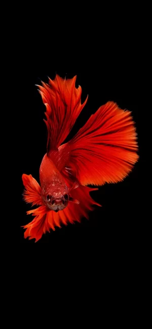 HD Fish Wallpaper