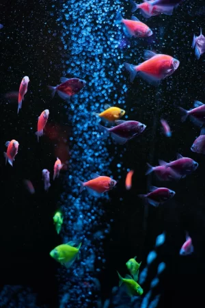 Fish Wallpaper