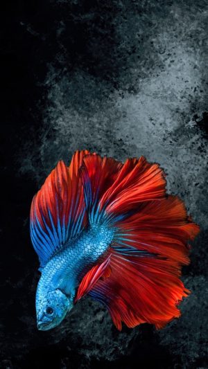 Fish Wallpaper 