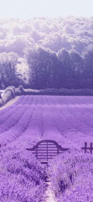 Lavender Wallpaper 