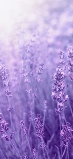 Lavender Wallpaper