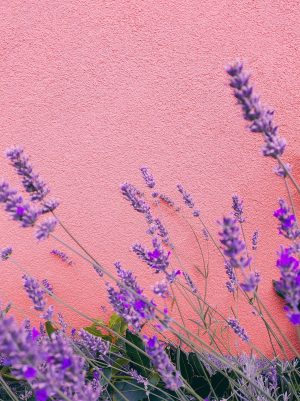 4K Lavender Wallpaper