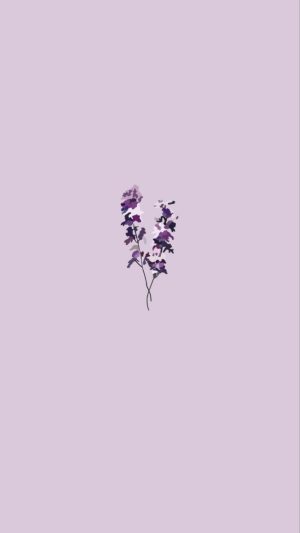 Lavender Wallpaper