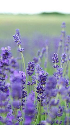 HD Lavender Wallpaper