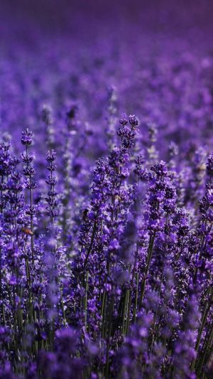 Lavender Wallpaper 