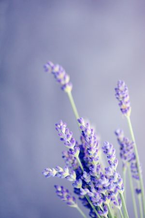 Lavender Wallpaper 