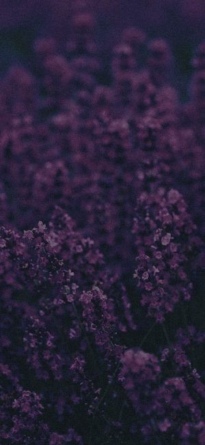 Lavender Wallpaper 