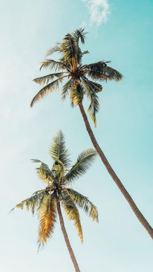 Palm Tree Wallpaper