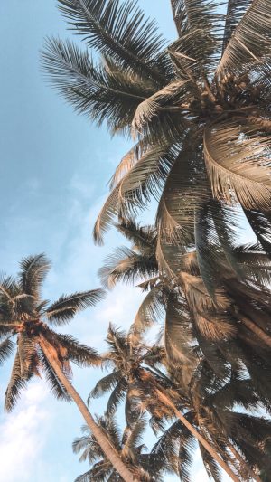 Palm Tree Wallpaper 