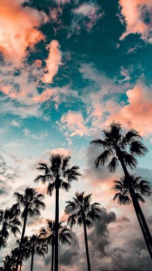 Palm Tree Wallpaper 