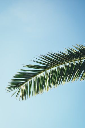 Palm Tree Background