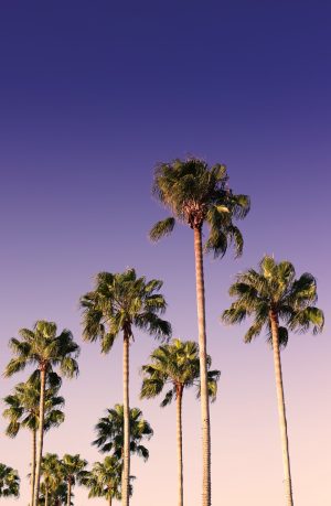 4K Palm Tree Wallpaper