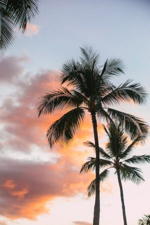 HD Palm Tree Wallpaper