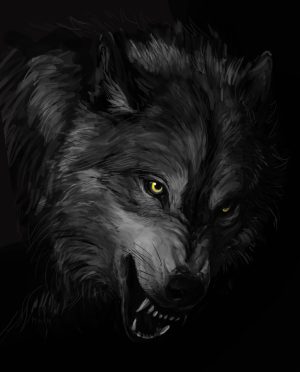 Black wolf Wallpaper