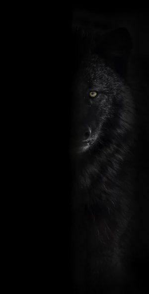 Black wolf Wallpaper 