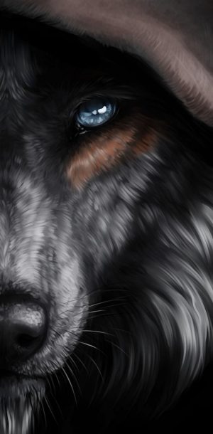 Black wolf Wallpaper