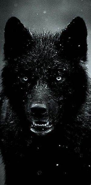 Black wolf Wallpaper