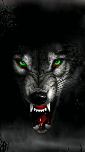 Black wolf Background