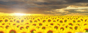 Desktop Sunflower Wallpaper