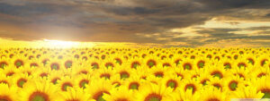 Desktop Sunflower Wallpaper 