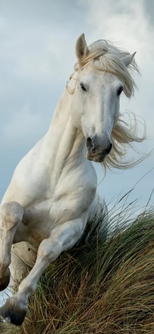 HD Horse Wallpaper 