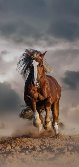 Horse Wallpaper