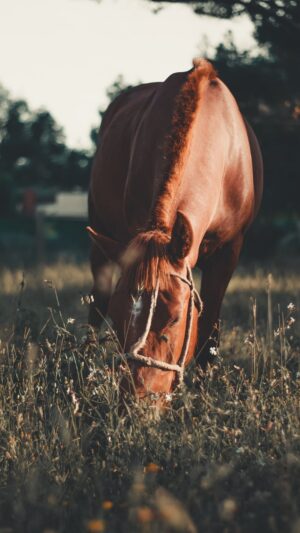 Horse Wallpaper 