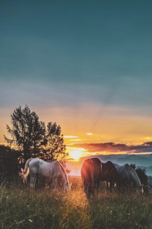 Horse Background 