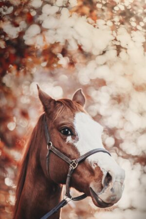 Horse Background 