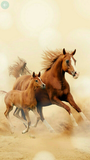 HD Horse Wallpaper