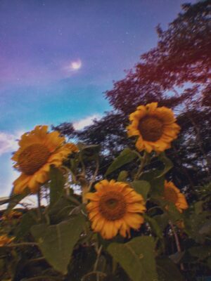 Sunflower Wallpaper