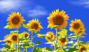Desktop Sunflower Wallpaper