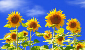 Desktop Sunflower Wallpaper 