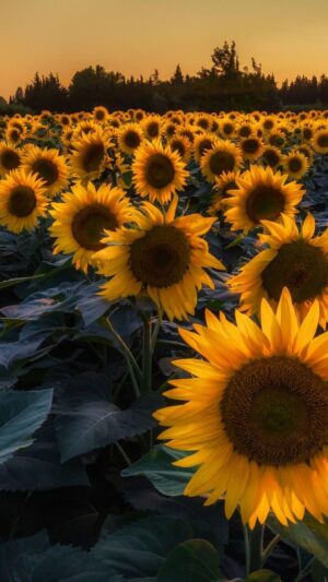 HD Sunflower Wallpaper